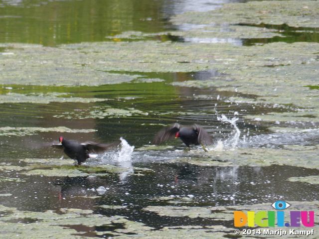 FZ004572 Moorhens running on water